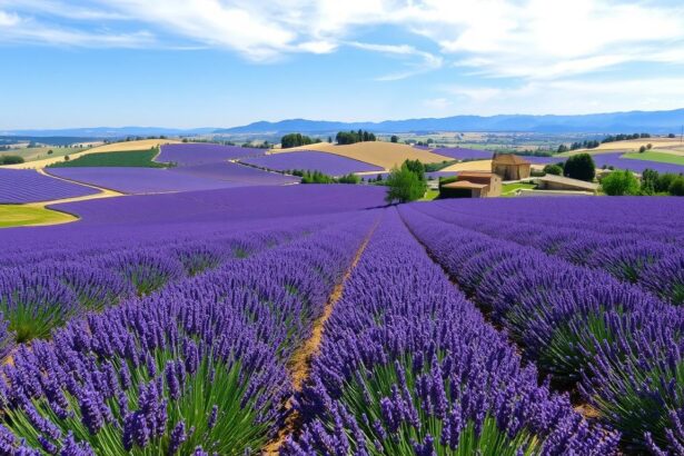 Valensole